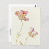 Carte Postale Papillon Tulip par Margaret Armstrong (Devant / Derrière)