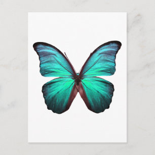 Carte Postale Papillon Turquoise brillant