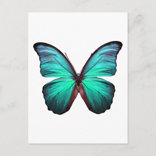 Carte Postale Papillon Turquoise brillant (Devant)