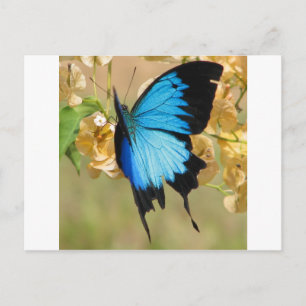 Carte Postale Papillon Ulysse