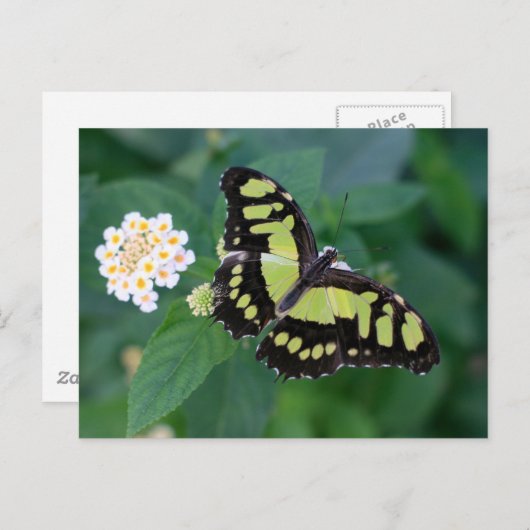 Carte Postale Papillon vert (Devant / Derrière)