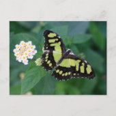 Carte Postale Papillon vert (Devant)