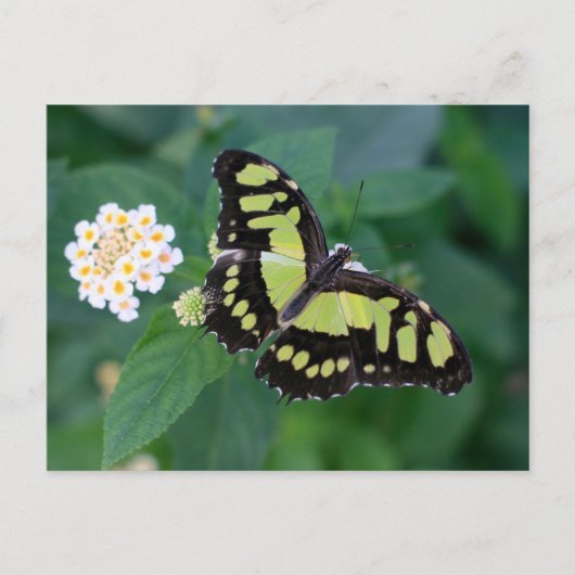 Carte Postale Papillon vert (Devant)
