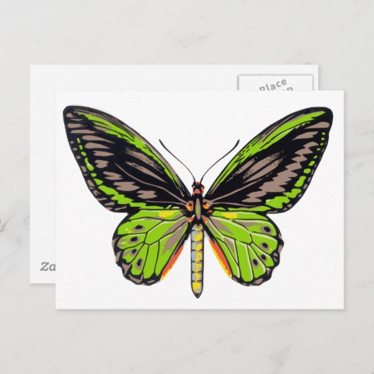 Carte Postale Papillon vert (Devant / Derrière)
