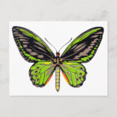 Carte Postale Papillon vert (Devant)