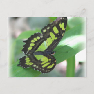 Carte postale Papillon vert