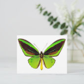 Carte Postale Papillon vert brillant (Debout devant)