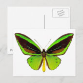 Carte Postale Papillon vert brillant (Devant / Derrière)