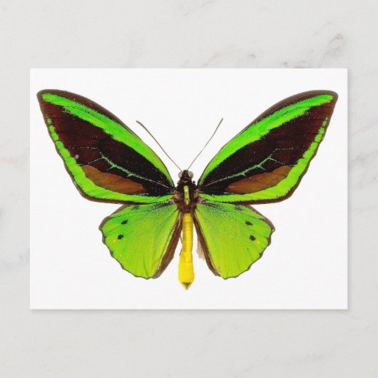 Carte Postale Papillon vert brillant (Devant)