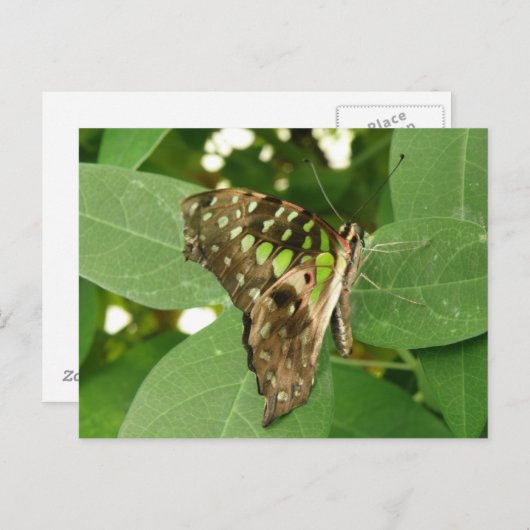 Carte postale Papillon vert Iridescente tropicale (Devant / Derrière)
