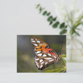 Carte postale Papillon Viceroy (Debout devant)
