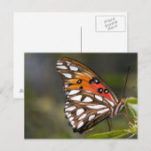 Carte postale Papillon Viceroy (Devant / Derrière)