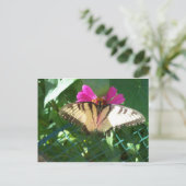 Carte Postale Papillon Viceroy, 1 (Debout devant)