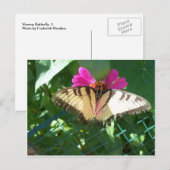 Carte Postale Papillon Viceroy, 1 (Devant / Derrière)