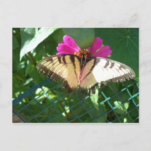 Carte Postale Papillon Viceroy, 1 (Devant)