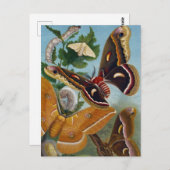 Carte Postale Papillon vintage (Devant / Derrière)