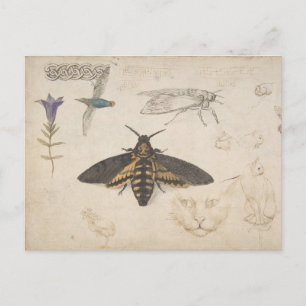 Carte postale papillon vintage