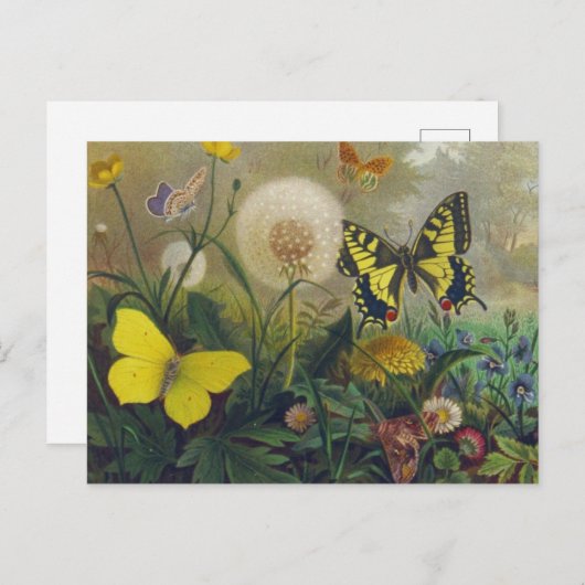 Carte postale papillon vintage (Devant / Derrière)