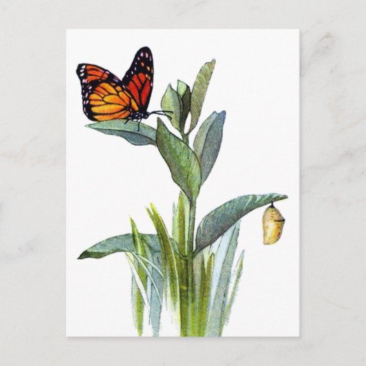 Carte Postale Papillon vintage (Devant)