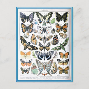 Carte Postale Papillon vintage Illustration Art