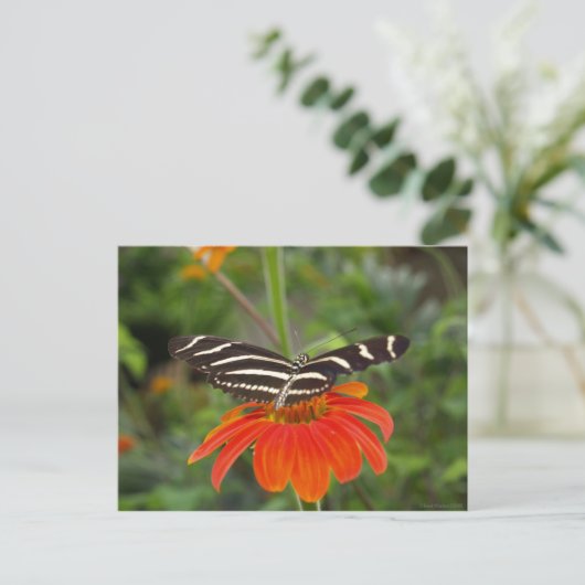 Carte postale papillon Zebra (Debout devant)