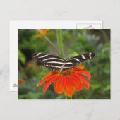 Carte postale papillon Zebra (Devant / Derrière)