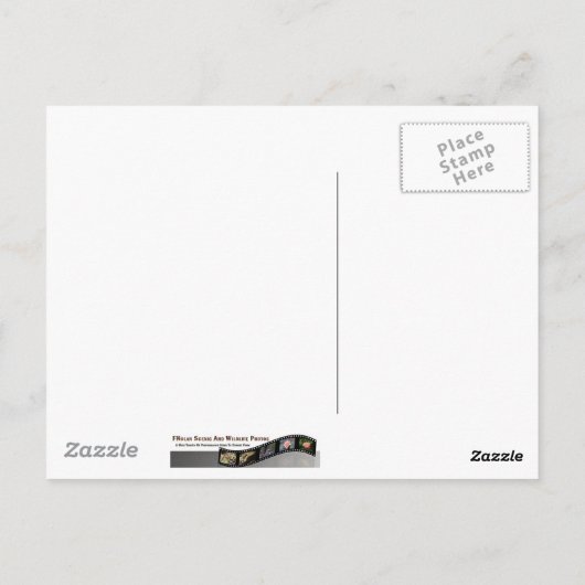 Carte postale papillon Zebra (Dos)