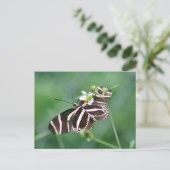 Carte postale Papillon Zebra Longwing (Debout devant)