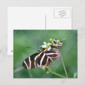 Carte postale Papillon Zebra Longwing (Devant / Derrière)