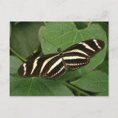 Carte postale Papillon Zebra Longwing (Devant)