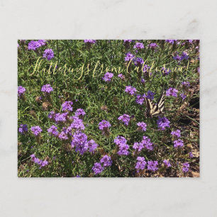 Carte Postale Papillonnements de Californie : De La Mina Verbena