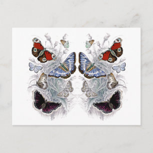 Carte Postale papillons