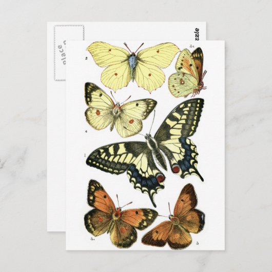 Carte Postale Papillons (Devant / Derrière)
