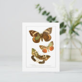 Carte Postale Papillons (Debout devant)