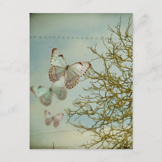 Carte postale Papillons (Devant)