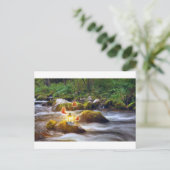 Carte Postale Papillons (Debout devant)