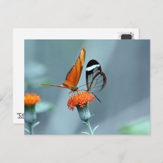 Carte Postale Papillons (Devant / Derrière)