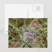 Carte Postale Papillons (Devant / Derrière)