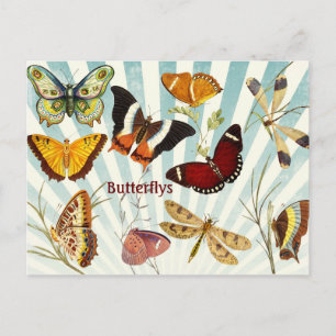 Carte Postale Papillons