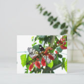 Carte postale Papillons (Debout devant)