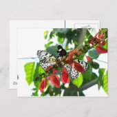 Carte postale Papillons (Devant / Derrière)