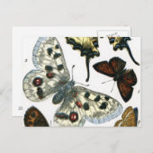 Carte Postale Papillons (Devant / Derrière)
