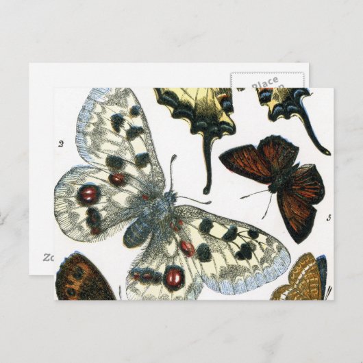 Carte Postale Papillons (Devant / Derrière)