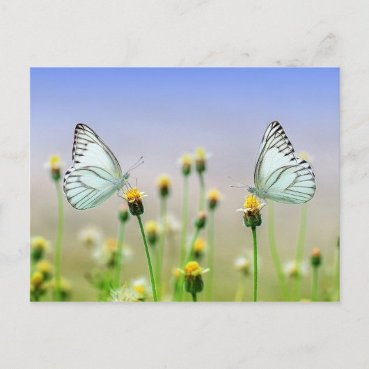 Carte Postale Papillons (Devant)