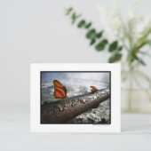 Carte Postale Papillons (Debout devant)