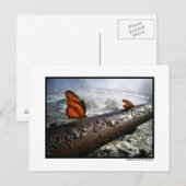 Carte Postale Papillons (Devant / Derrière)