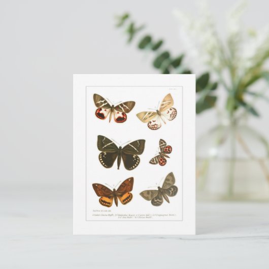 Carte Postale Papillons (Debout devant)