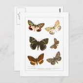 Carte Postale Papillons (Devant / Derrière)
