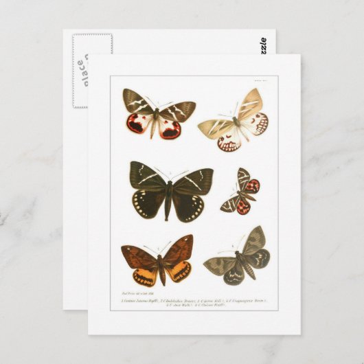 Carte Postale Papillons (Devant / Derrière)