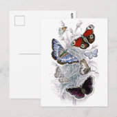 Carte Postale papillons (Devant / Derrière)